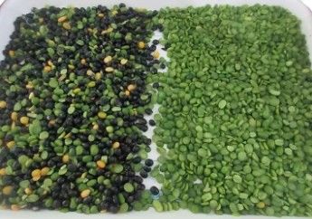 Высокоточный сортировщик цвета Wenyao для бобов, зерна, злаков, пшеницы, кукурузы, семян, чая, орехов, сортировщик цвета с Wi-Fi и дистанционным управлением