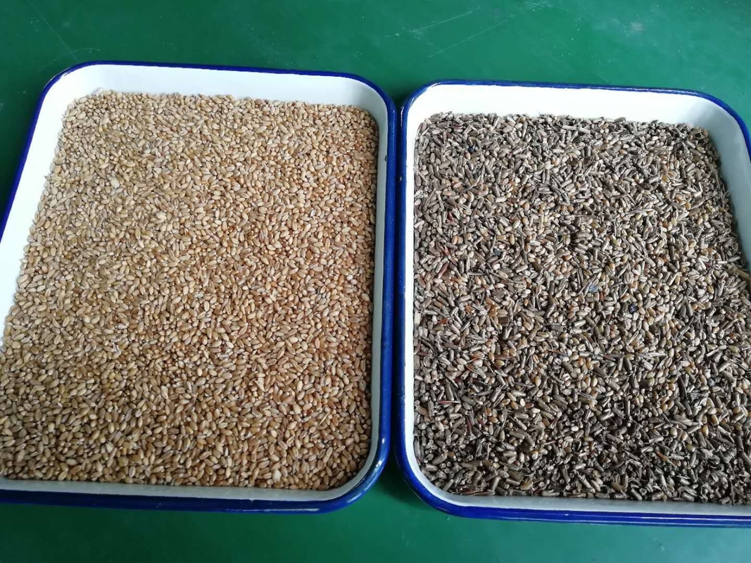 Wenyao Small Grain Color Sorter For Sale Peanut Seed Color Price Sorting Machine Color Sorter Производитель цветовой сортировки
