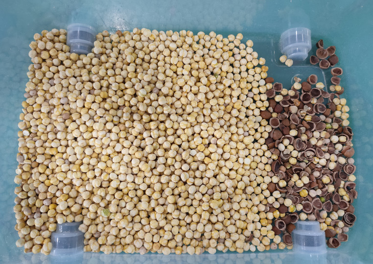 Wenyao Интеллектуальная высокоточная Pecan Color Sorter Machine Многофункциональная машина для сортировки орехов кешью