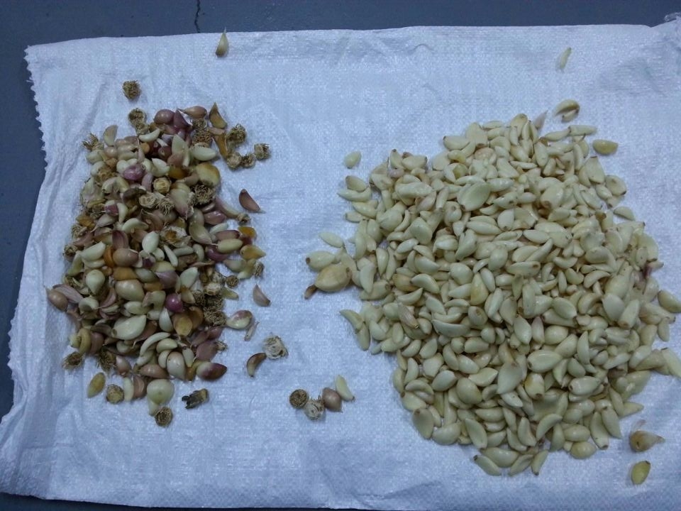 Машина для сортировки клещей чеснока