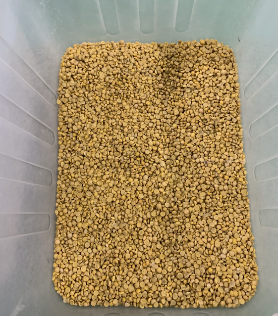 Wenyao полный автоматический 3 Chute Соя Широкий почки бобы цвет сортировщик машины