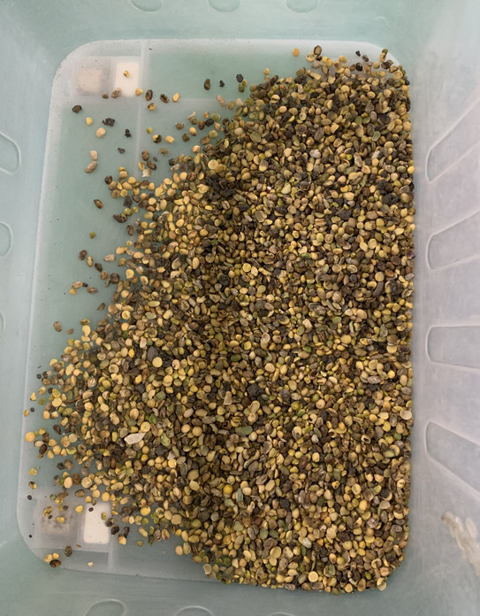 Wenyao полный автоматический 3 Chute Соя Широкий почки бобы цвет сортировщик машины