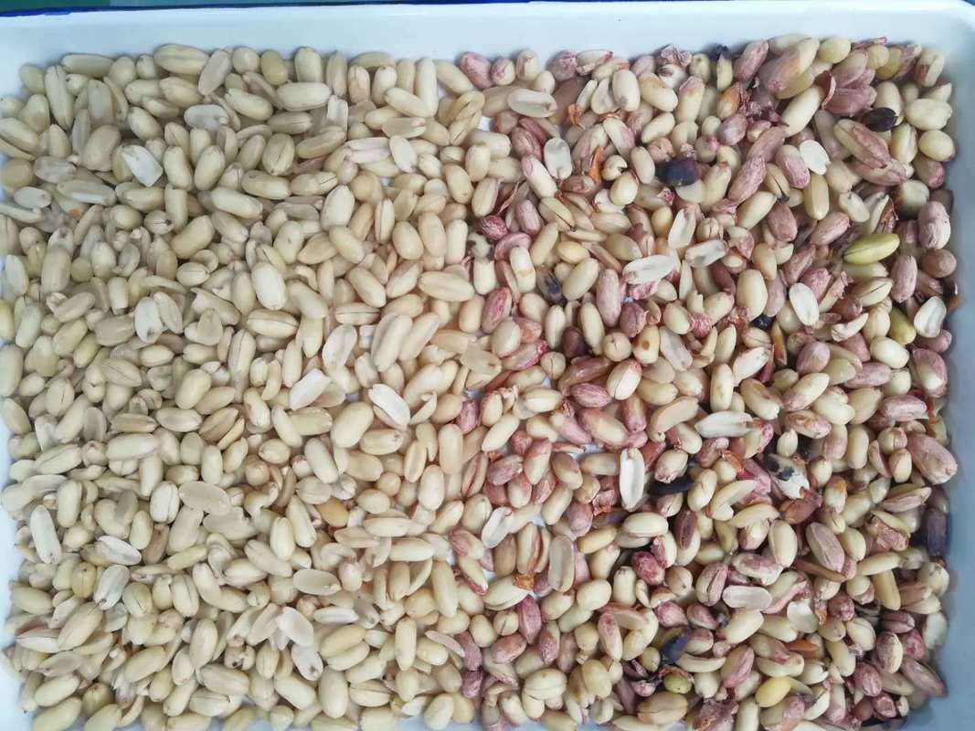 Профессиональный сортировщик арахиса по цвету, машина для сортировки арахиса CCD с функцией шелушения