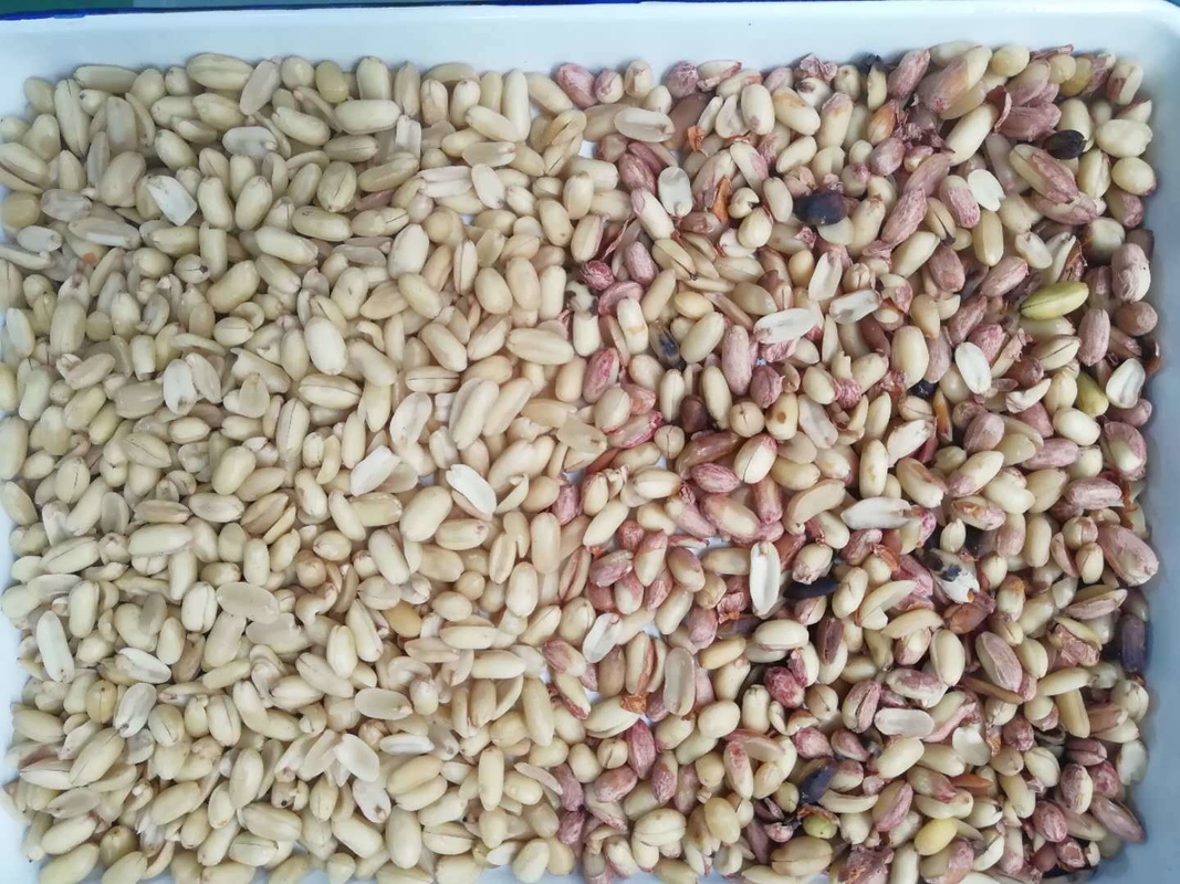 Профессиональный сортировщик цвета арахиса Peeling Peanuts CCD Color Sorting Machine Made in China Профессиональный сортировщик цвета арахиса Peeling Peanuts