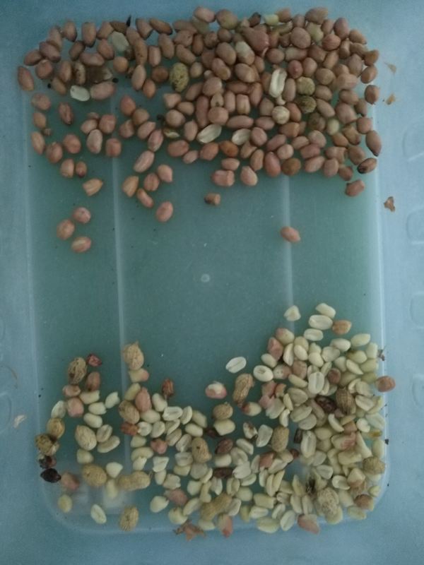 Профессиональный сортировщик арахиса по цвету, машина для сортировки арахиса CCD с функцией шелушения