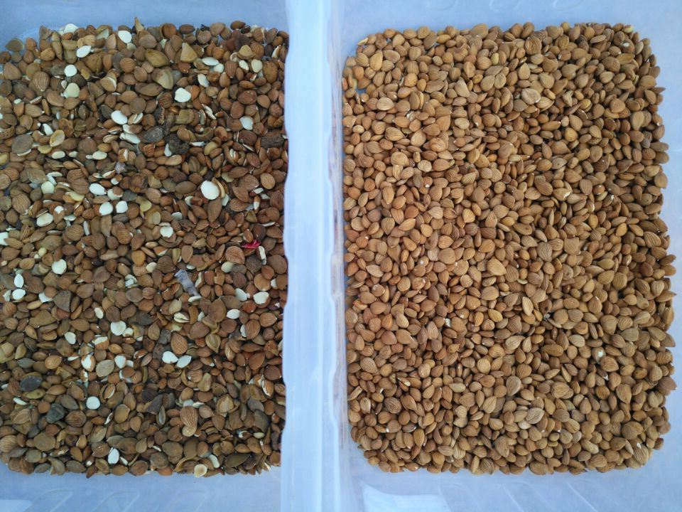 Сортировщица цвета обрабатывающего оборудования гайки Wenyao со светом СИД камеры CCD