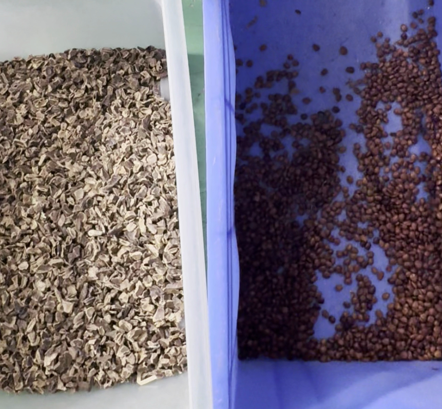 Интеллектуальная машина для сортировки по цвету с CCD-камерой и двойным ремнем Wenyao Double Belt High Technology для плодов мыльного дерева