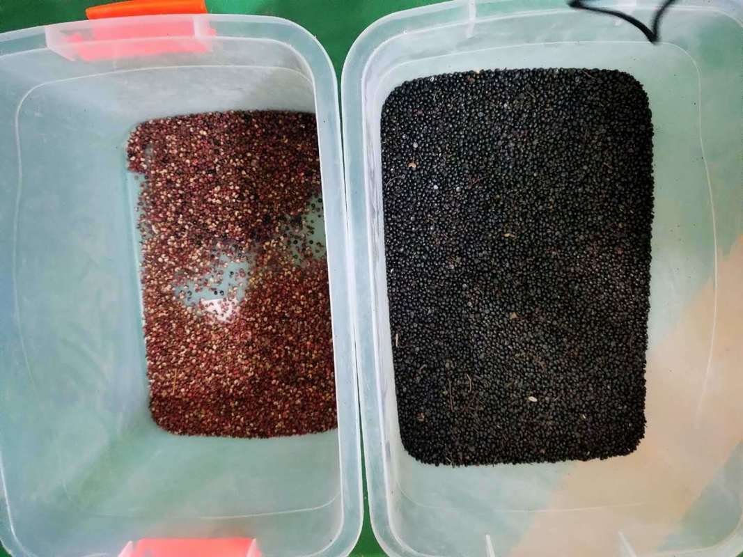 WENYAO Оптическая семена машины для сортировки цвета Сбор семен Редисовые семена цветовой сортировщик для продажи