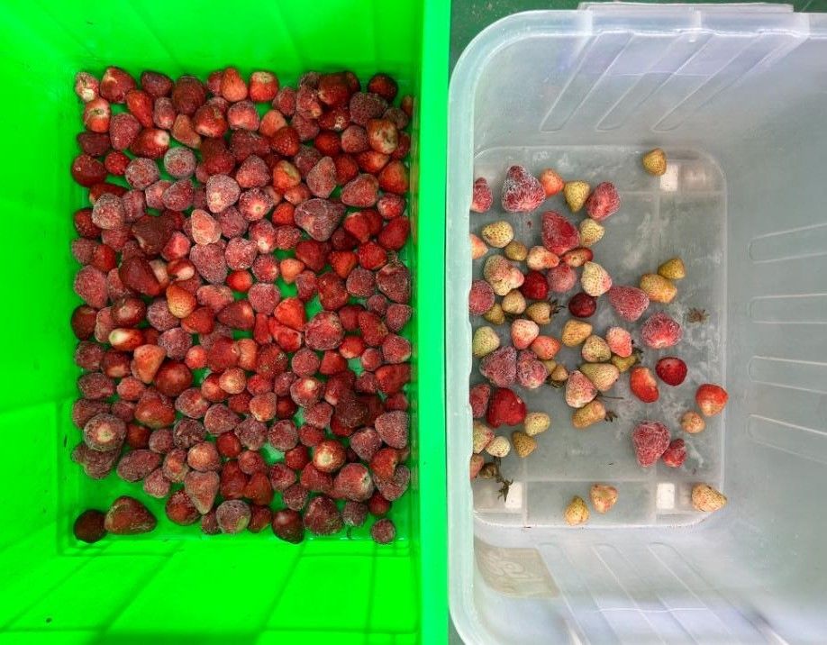 Интеллектуальный оптический сортировщик цвета кофе вишни Маленькая картофельная сортировщик черника сортировщик цвета