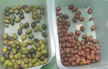 Интеллектуальный оптический сортировщик цвета кофе вишни Маленькая картофельная сортировщик черника сортировщик цвета