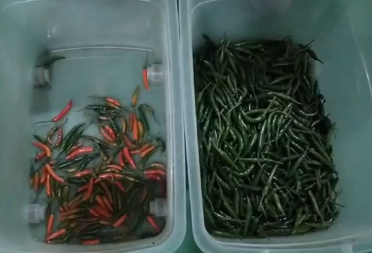 Оптическая интеллектуальная машина для сортировки чили по хорошей цене, минерального угля, топлива, сортировщик цвета