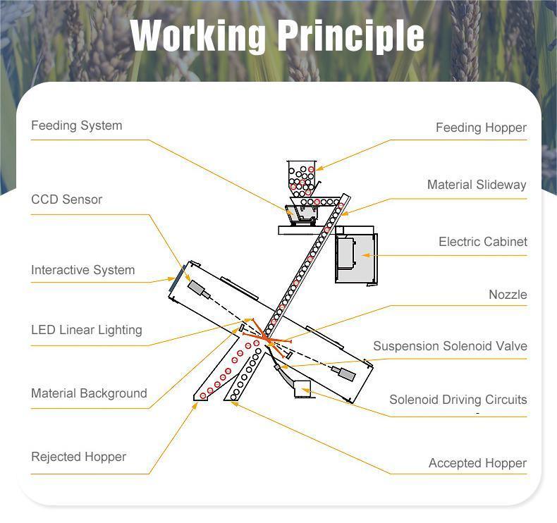 Сортировщица цвета обрабатывающего оборудования гайки Wenyao со светом СИД камеры CCD