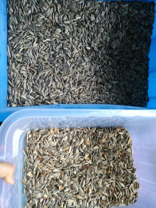 Wenyao Wifi дистанционное управление Семена подсолнечника Семена тыквы цветосортировщик с 2-летней гарантией и соленоидный клапан для промышленной обработки