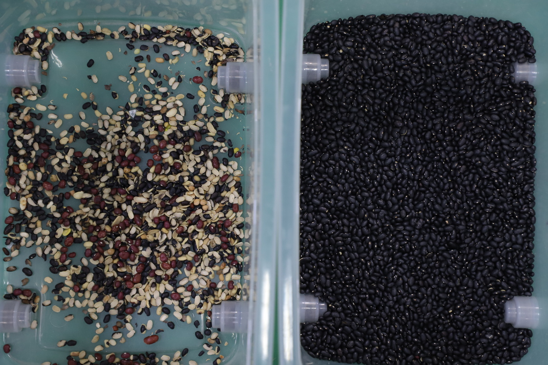 Высокопроизводительный CCD-сортировщик сои WENYAO, машина для сортировки по цвету черной фасоли маш