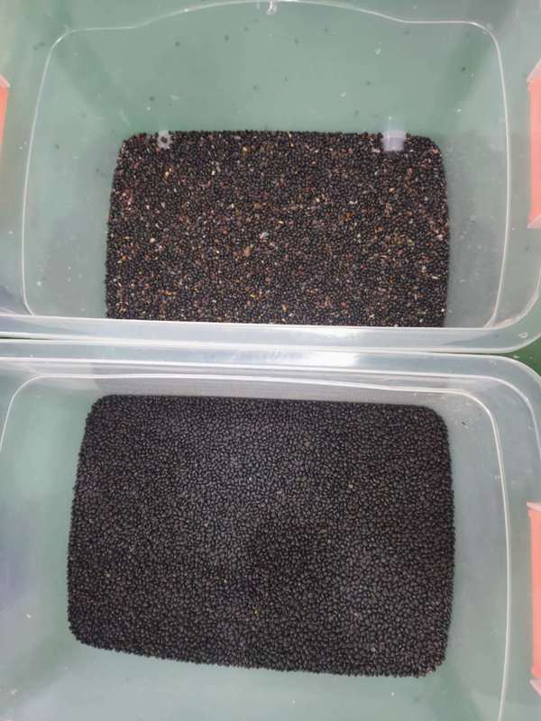 Высокопроизводительный CCD-сортировщик сои WENYAO, машина для сортировки по цвету черной фасоли маш