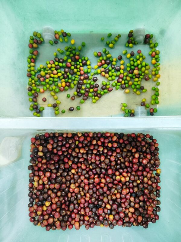 Compact Belt Color Sorter with TOSHIBA Sensor and Wifi Remote Control for Efficient Fruit Sorting