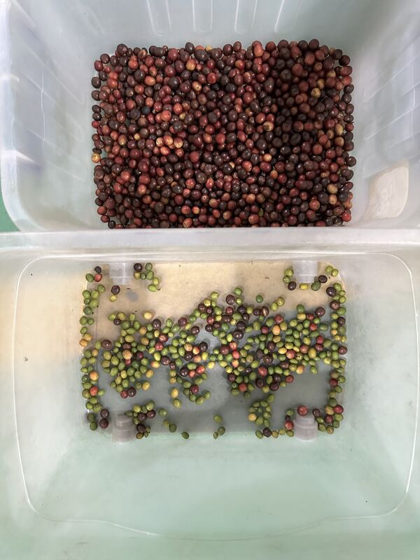 Новейшая машина для сортировки по цвету клубники и черники Wenyao 2025 года, двухленточная, широкая, низкоскоростная, антиразрывная, автоматическая машина для сортировки по цвету кофейной вишни