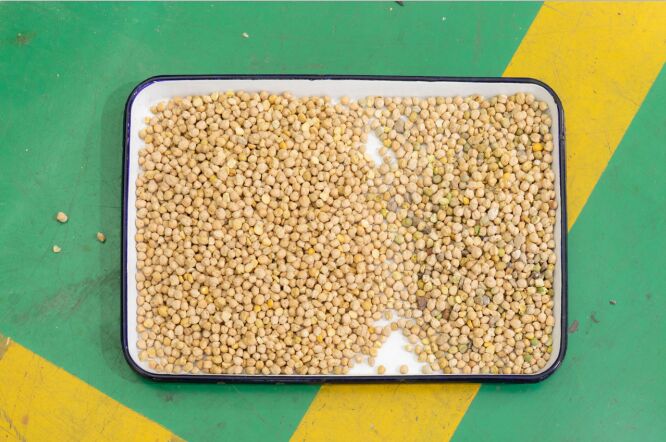 WENYAO 8 Chutes Pulses Sorting Machine for Lentil Chickpea Optical Beans Color Sorter для продажи