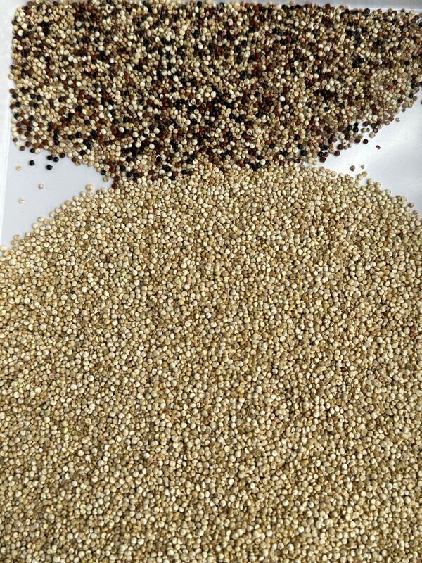 WENYAO CCD высокоскоростной цветный сортировщик зерна для кофе зерна и культур многозерновой сортировочной машины