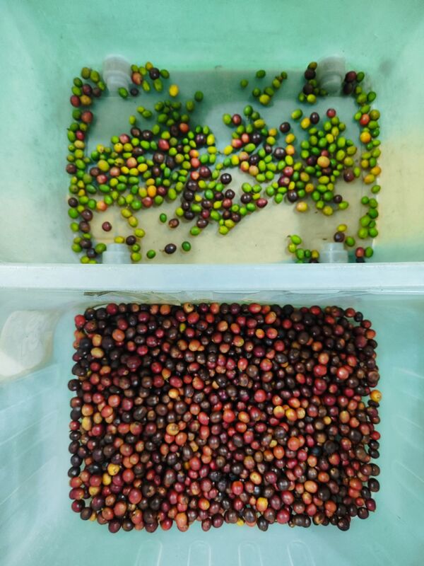 Сортировщик цвета ягод можжевельника Wenyao, широкополосный, из нержавеющей стали, для черники, клубники, малины, заводская цена с сертификатом CE, дистанционное управление