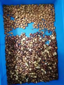 Automatic Coffee Cherry Color Sorter Machine White Beans  Coffee Beans CCD Separating Machine