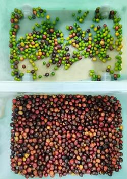 High Accuracy Coffee Beans Separating Machine Soybeans Chicpeas Color Sorter Machine  Coffee Cherry Sorter 