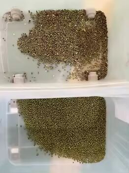 High Accuracy Rice Color Sorter  Grain Separator Machine Millet  Wheat Corn Kernels  Quinoa Maize Shape Separator