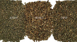 Сортировка цвета зеленых кофейных бобов Mini Roasted Raw Coffee Color Sorter