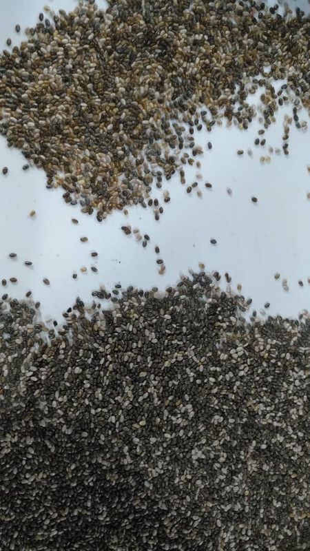 Высокий селектор семени машины обработки семени Chia машины сортировщицы цвета семени Chia разрешения