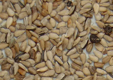 WENYAO 64 Channels Color Sorter Machine with 99.9% Sorting Accuracy and 800-1000 kg/h Output for Efficient Seed and Grain Sorting