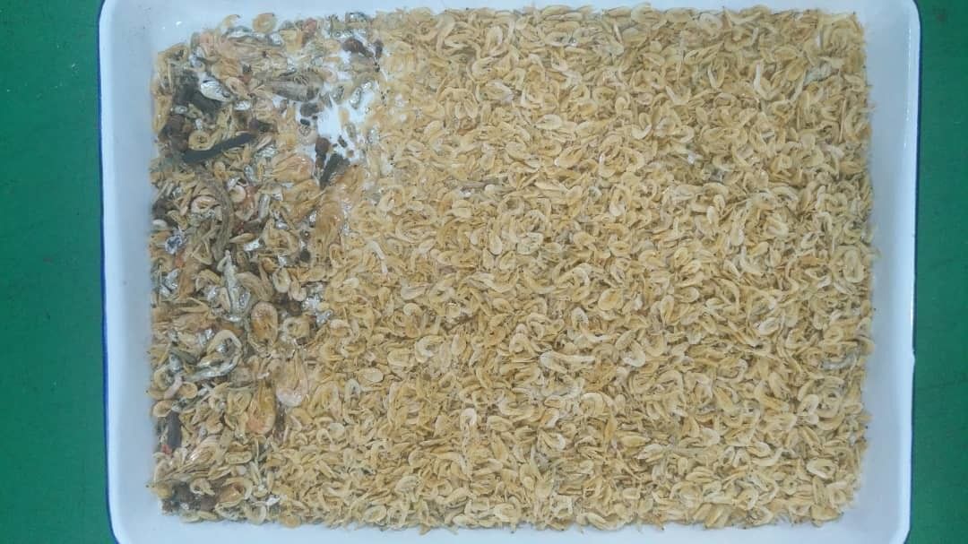Высушенная сортировщица цвета морепродуктов рыб с дистанционным управлением Wifi