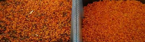 2 фасоли зерна пшеницы мозоли парашютов высокотехнологичных красят селектор цвета кофейного зерна сортировщицы