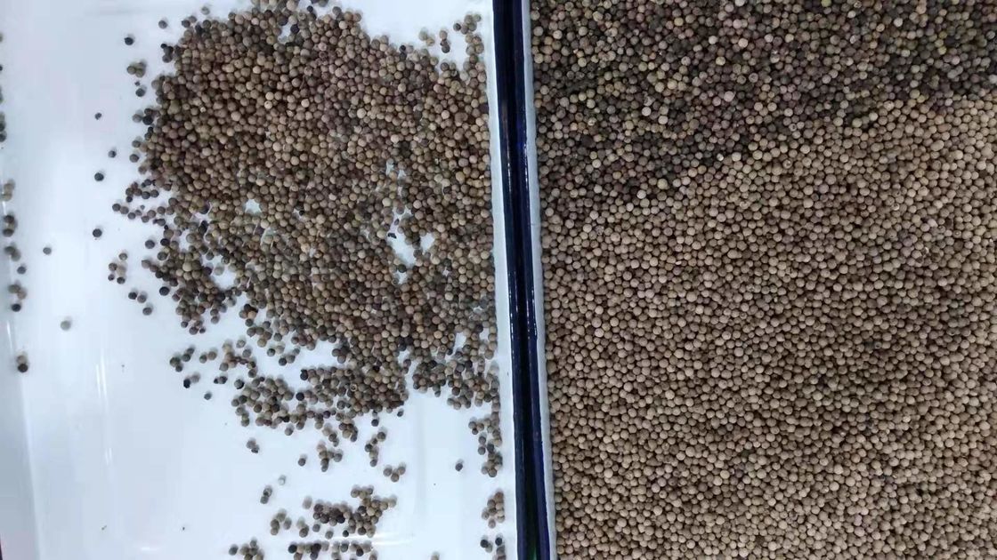 Точность 5000kg/H сортировщицы цвета семени сезама 5 парашютов высокая