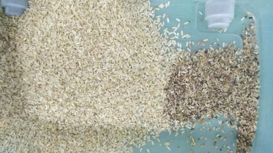 Каналы сортируя машины 32 цвета риса CCD мини Брауна