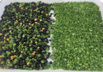 Машины для обработки сельскохозяйственных культур Wenyao Оптический сортировщик цветов для линз Разделяющий цвета 4