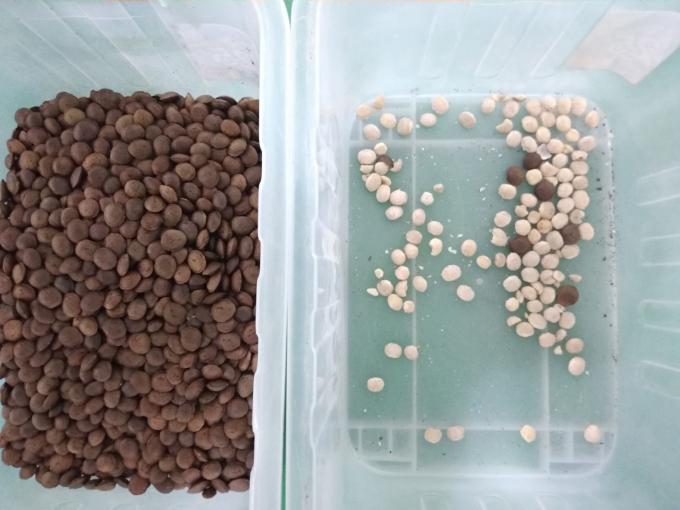 2025 Горячая продажа Фабричная цена CCD Орех цветовой сортировщик оборудование для разделения орехов макадамии с CE 4