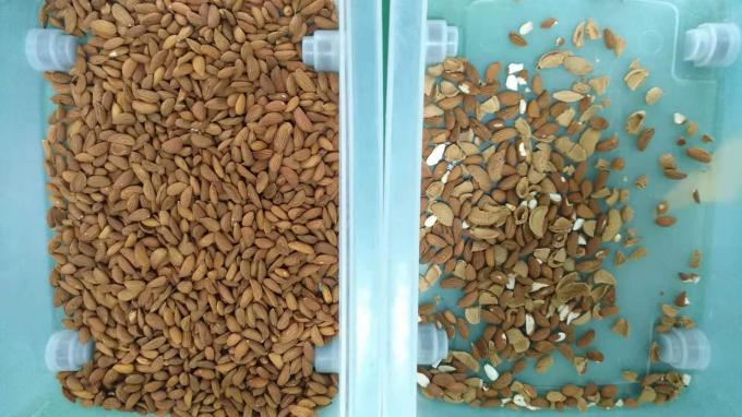 Интеллектуальная машина для сортировки цветов кешью с сенсором Toshiba CCD и RGB-камерой 9