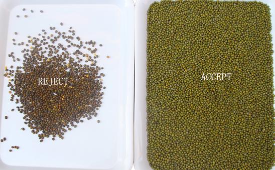 Интеллектуальная фабрика Вэньяо прямая продажа Почки Бобы Арахис Чикпины Цветосортирующая машина 12