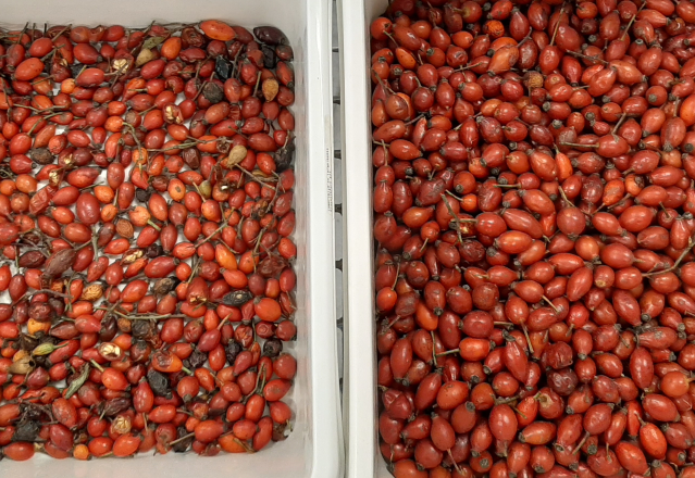 Wenyao 2025 Горячая продажа Семена сортировка полностью автоматические семена чиа Леновые семена цветовой сортировщик 10