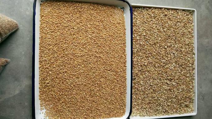 Wenyao 2025 Горячая продажа Семена сортировка полностью автоматические семена чиа Леновые семена цветовой сортировщик 11