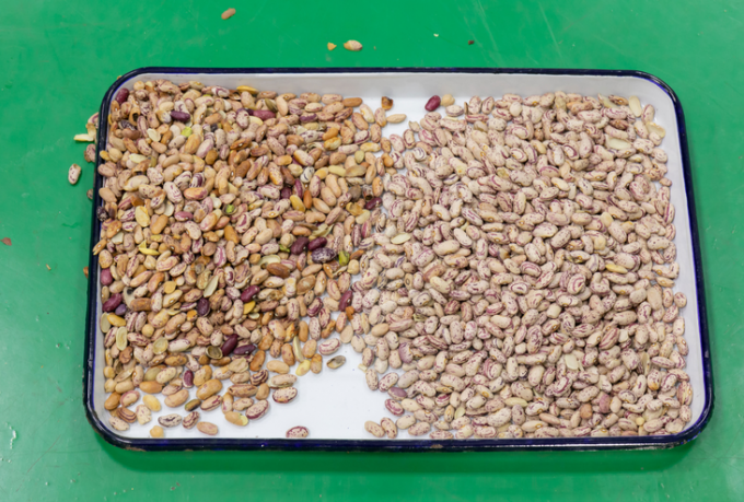 Wenyao полный автоматический 3 Chute Соя Широкий почки бобы цвет сортировщик машины 5