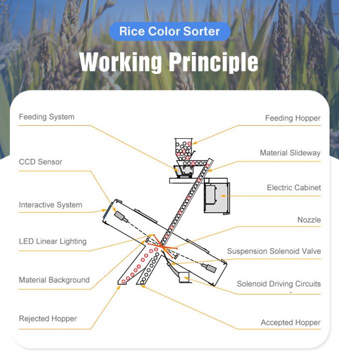 Удобная в использовании система искусственного интеллекта Wenyao для компактного сортировщика пшеницы по цвету для долговечной работы 5