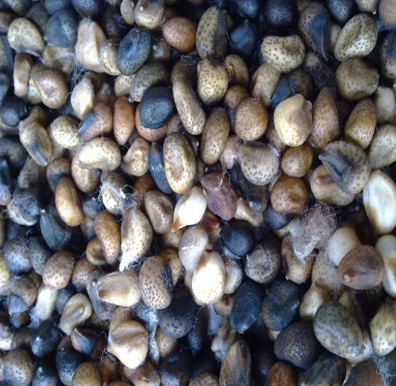 Профессиональный оптический сортировщик цвета кунжута хлопковые семена сортировщик цвета сортировочная машина цена 10