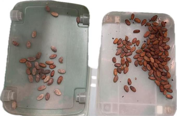 Вэньяо 2025 Новейший китайский завод поставщик оптических сортировщиков Машина для сортировки по цвету какао-бобов и кокосовых орехов 12