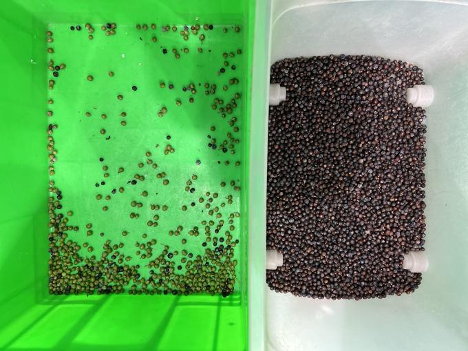 Автоматическое отделение цветов Веньяо Свежая черника черника ягоды цветосортировщик 5