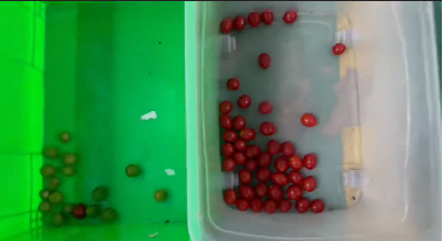 Автоматическое отделение цветов Веньяо Свежая черника черника ягоды цветосортировщик 7