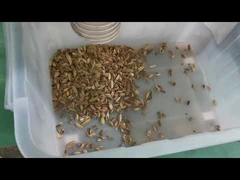 Машина для сортировки цветов семян для линейки по переработке кардамона