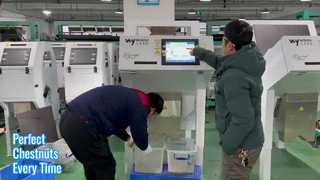 Сортировщик каштановых цветов