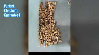 Сортировщик цвета каштана для орехов